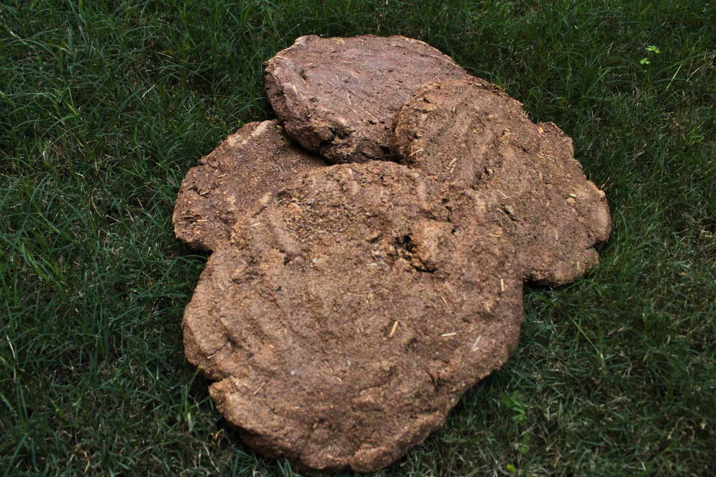 Manokamnapurna Shudh Kanda Hand-Made – Pure Divine Energy for Every Ritual [pack of 4pcs]